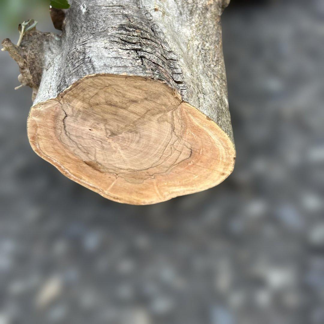 オリーブ　挿し木　太枝挿し木　盆栽