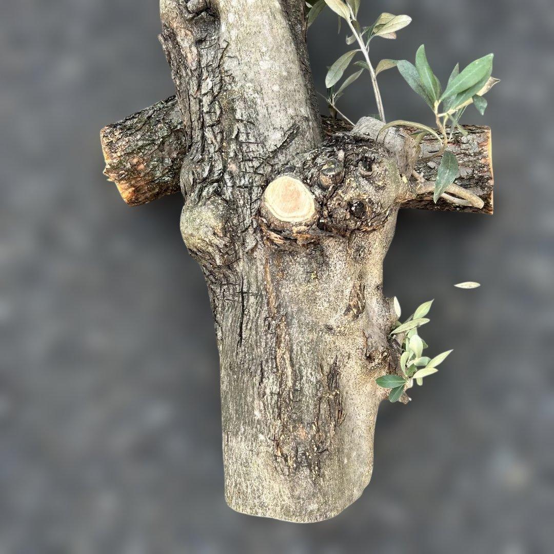 オリーブ　挿し木　太枝挿し木　盆栽