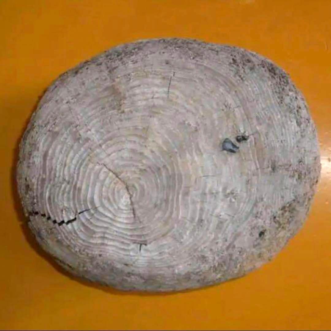 流木に感動‼️瀬戸内海 漂流 丸太 樹齢約50年 玉切り 切り株 盆栽の台 腰掛け