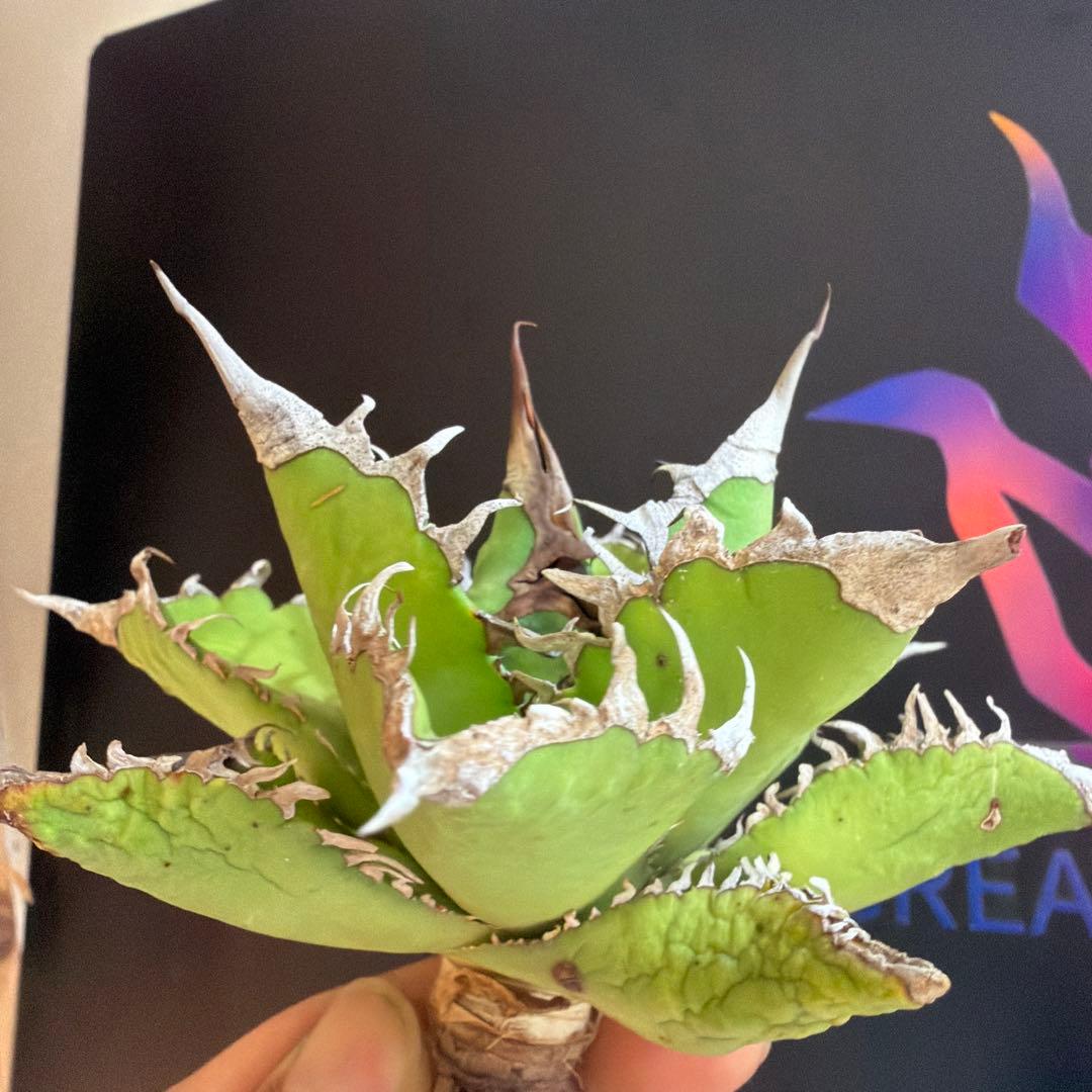 アガベ 黒姫　ハイブリッド