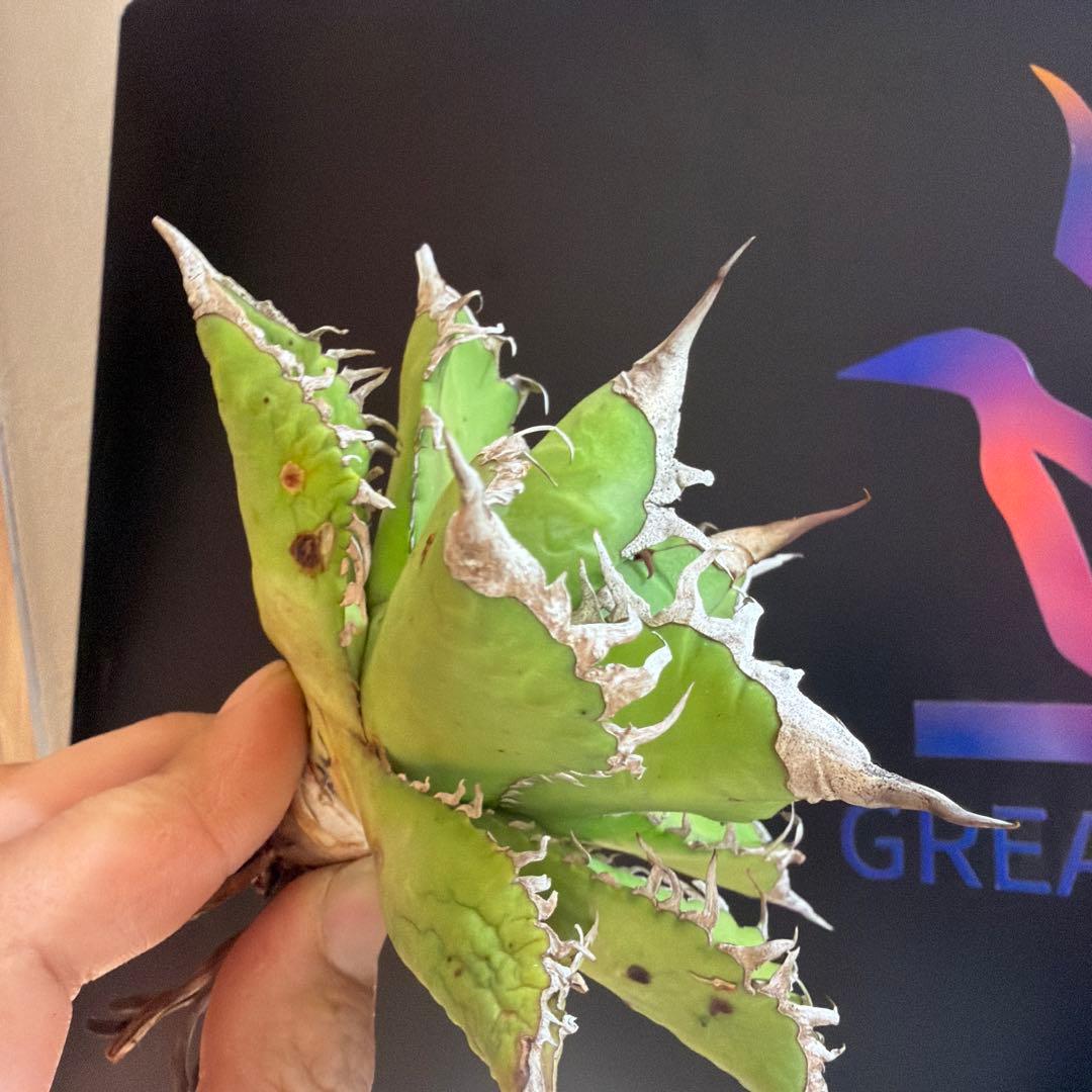 アガベ 黒姫　ハイブリッド