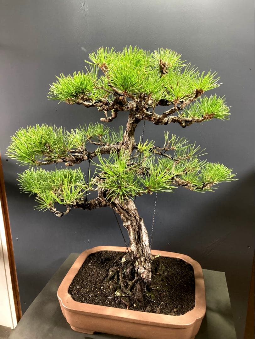 黒松盆栽 ☆名鉢佳山☆