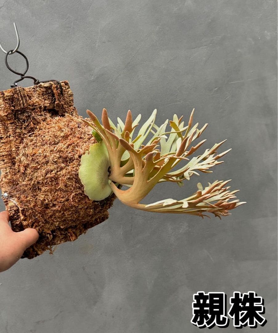 Antoni Gaudi　ビカクシダ Golden Boy spore