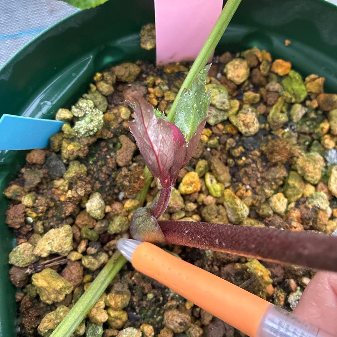 クリスマスローズ　高発色レッド　6寸