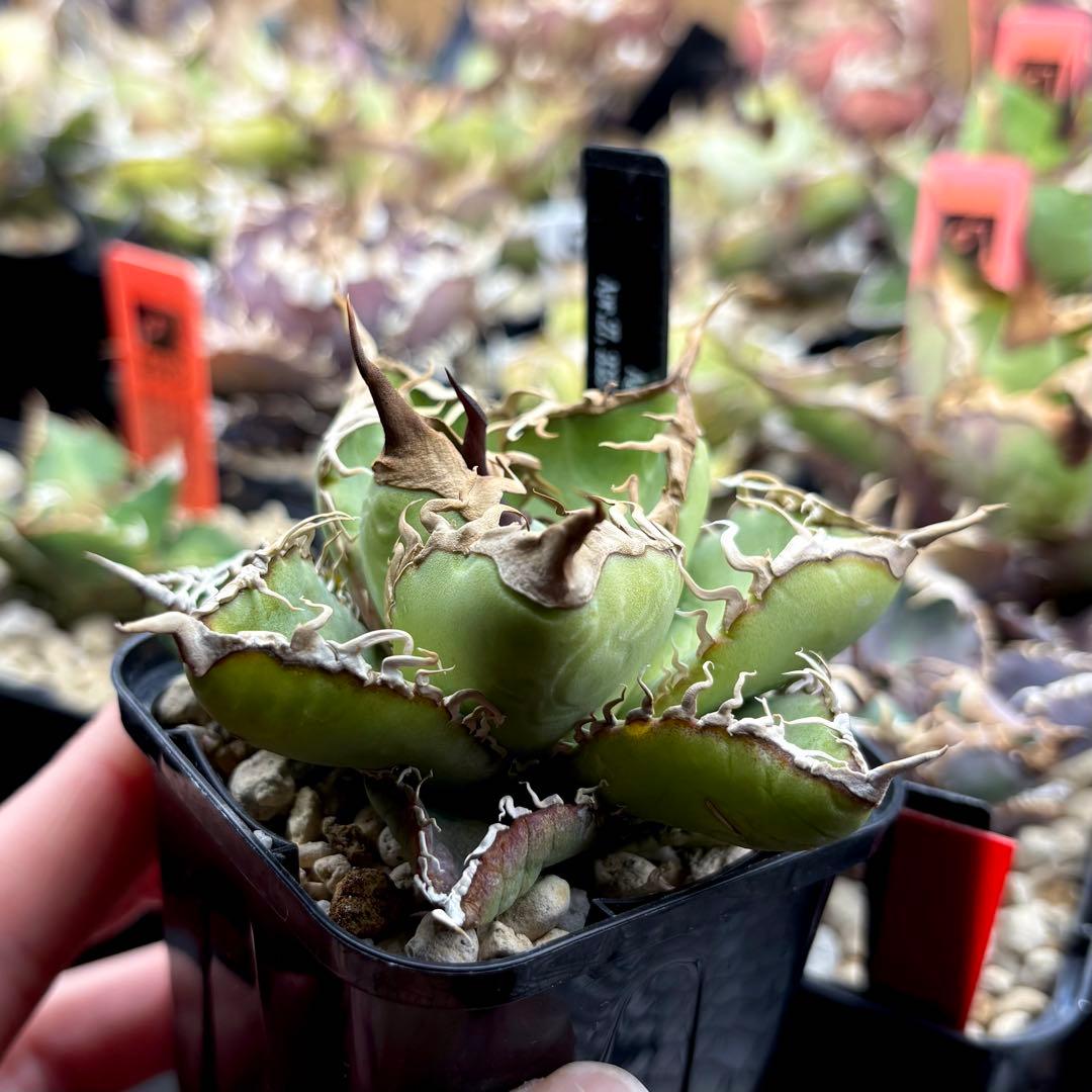 【草助】【選抜株】アガベ　オテロイ　実生株　ワシャワシャ