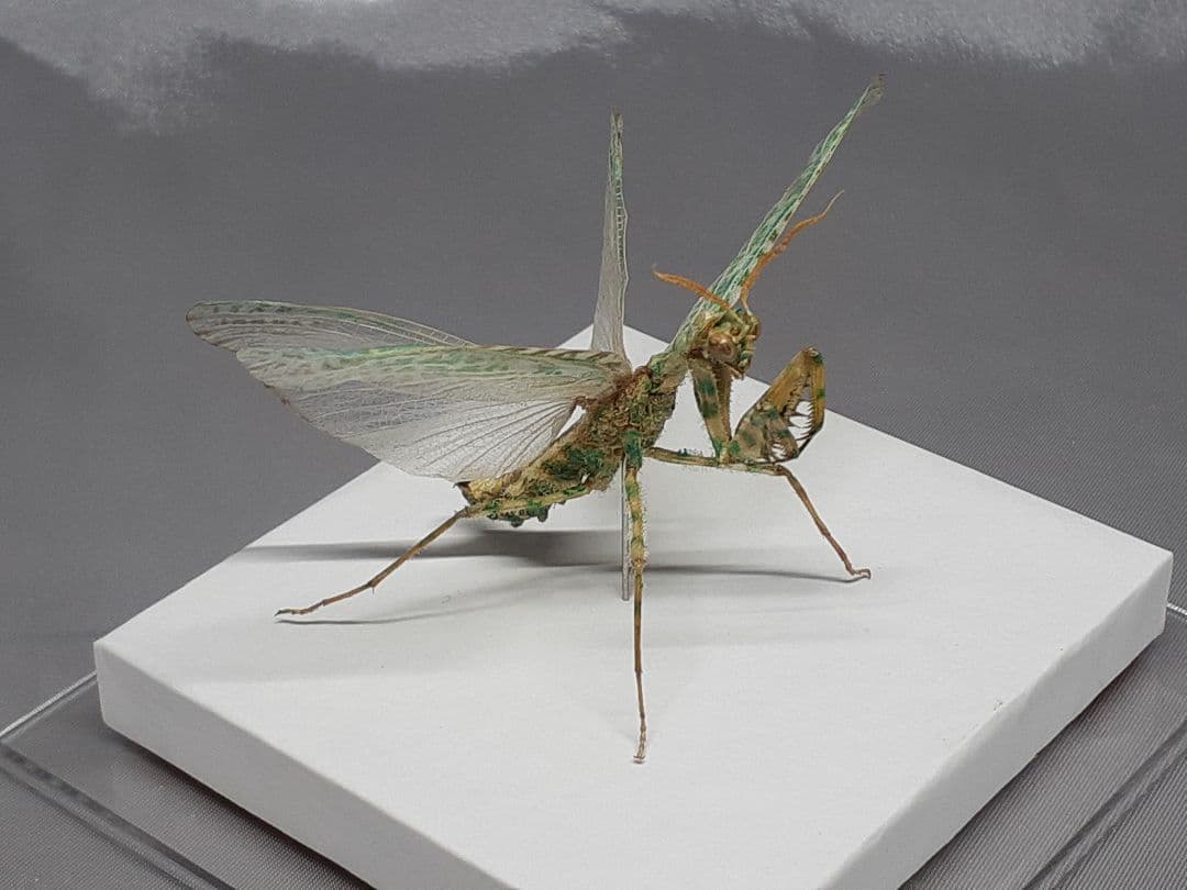 アザミカマキリ雄　立体標本