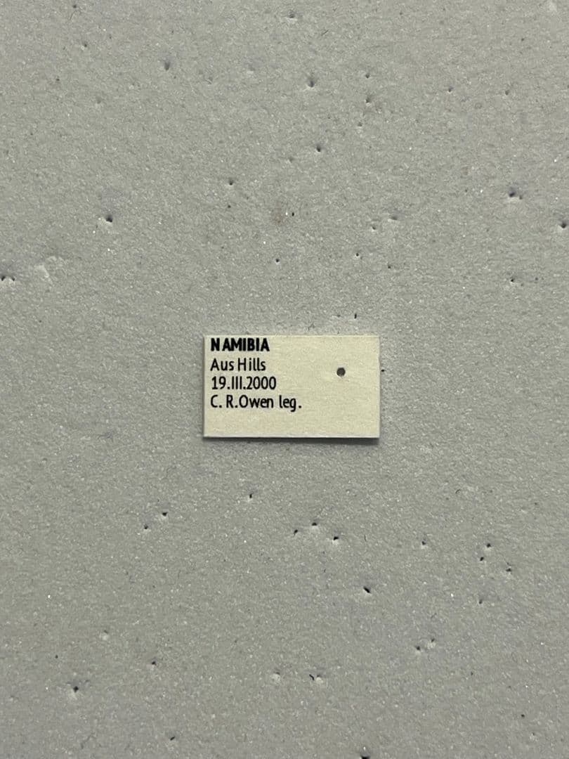 【27mm♀】クモガタタマオシコガネに酷似のPachysomaフンチュウ標本