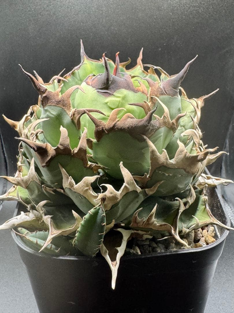 アガベ イラン株 ノーネーム 子株