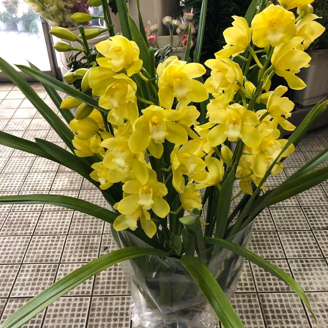 クリスマスローズ 月と太陽 キャベッジボール 同梱割り引き