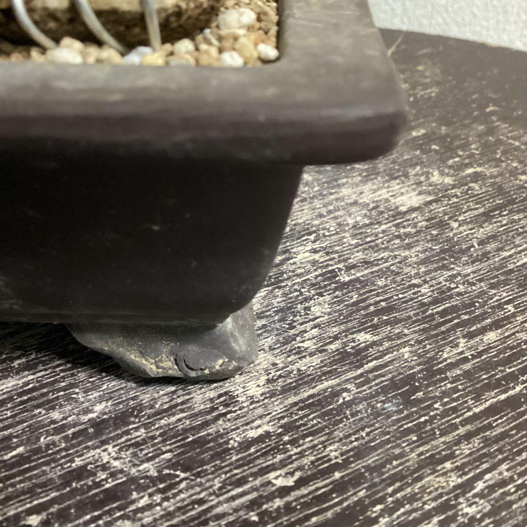 チャリティー出品　見る角度で姿を変える小品盆栽　糸井川真柏　作品名【変幻龍】