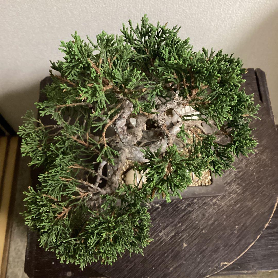 チャリティー出品　見る角度で姿を変える小品盆栽　糸井川真柏　作品名【変幻龍】