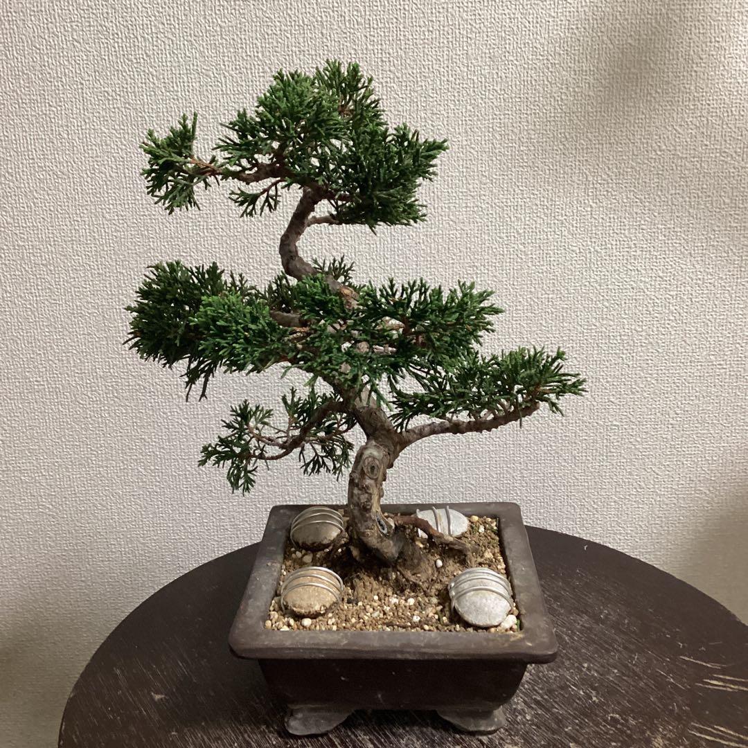 チャリティー出品　見る角度で姿を変える小品盆栽　糸井川真柏　作品名【変幻龍】