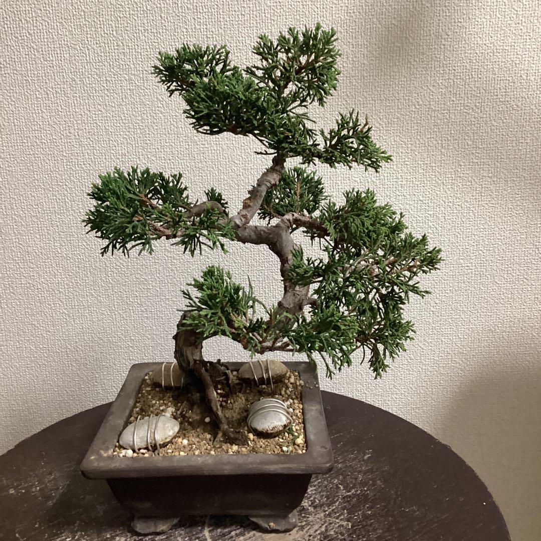 チャリティー出品　見る角度で姿を変える小品盆栽　糸井川真柏　作品名【変幻龍】