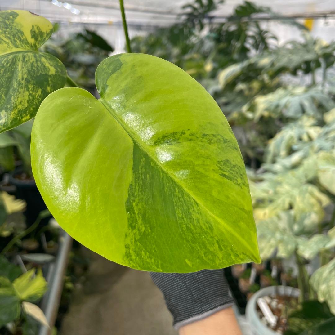 R11 モンステラ　イエローマリリン　黄斑入り