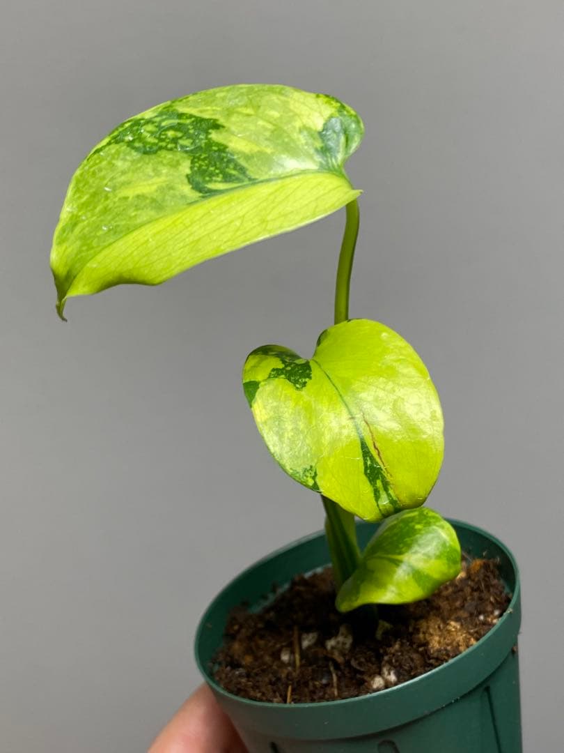 【超美株✨超希少‼️】モンステラ　エレクトロライト　斑入り　レア　人気　メルカリ便