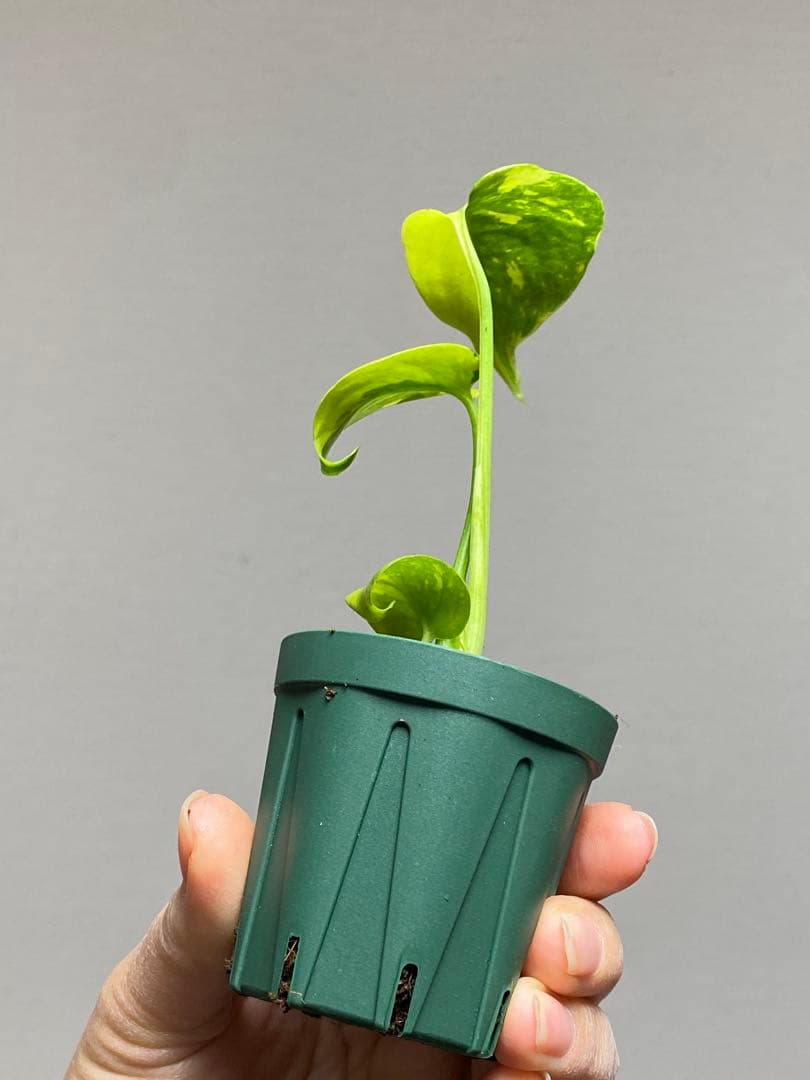 【超美株✨超希少‼️】モンステラ　エレクトロライト　斑入り　レア　人気　メルカリ便