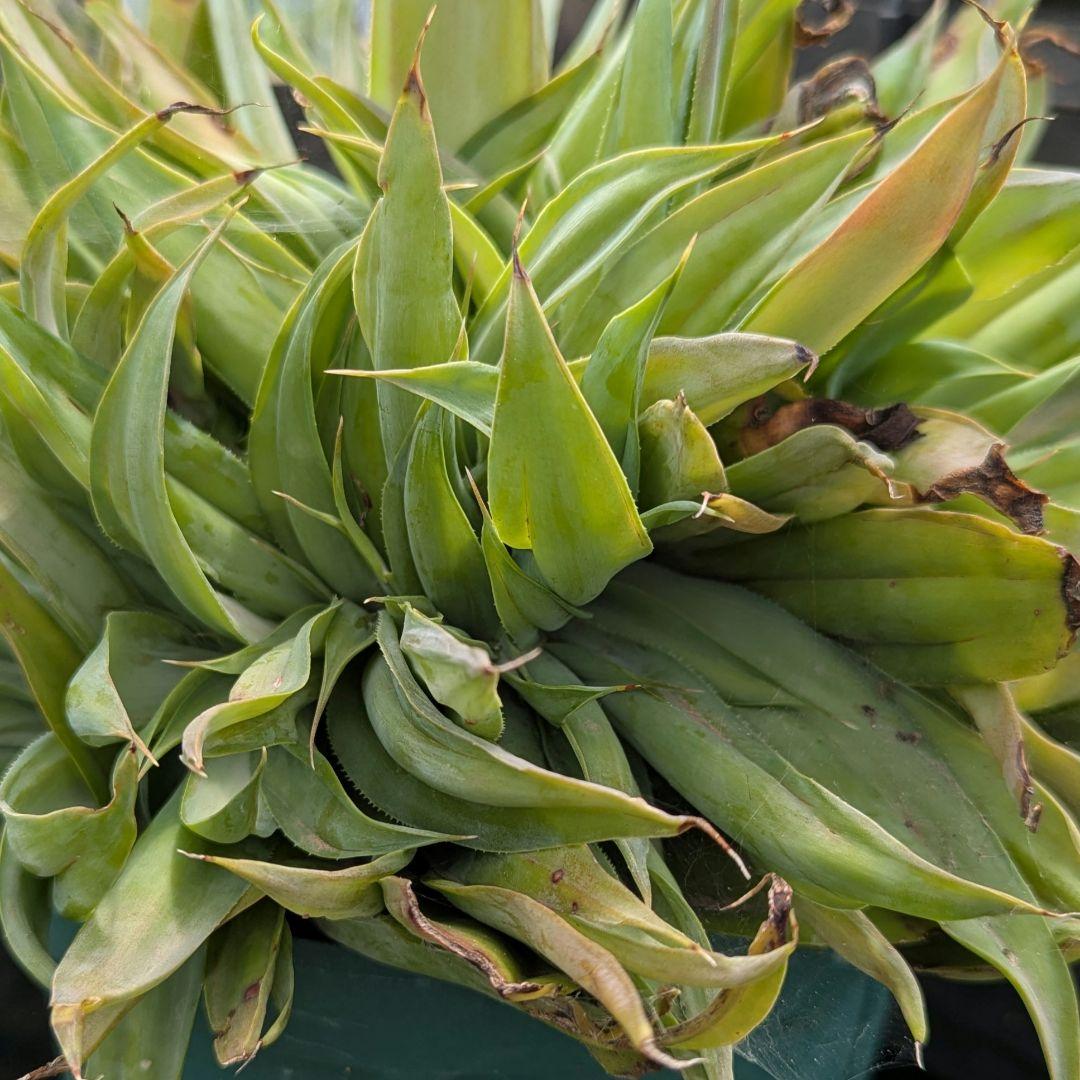 超絶希少！◇親株◇多肉植物シリーズ・アガベ属・ビルモニニアナ綴化inわけけのお店