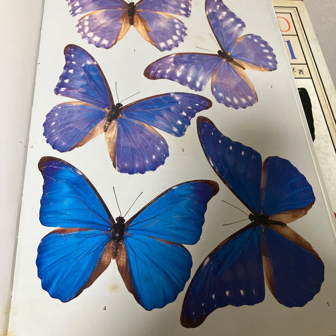 世界の昆虫1〜6図鑑