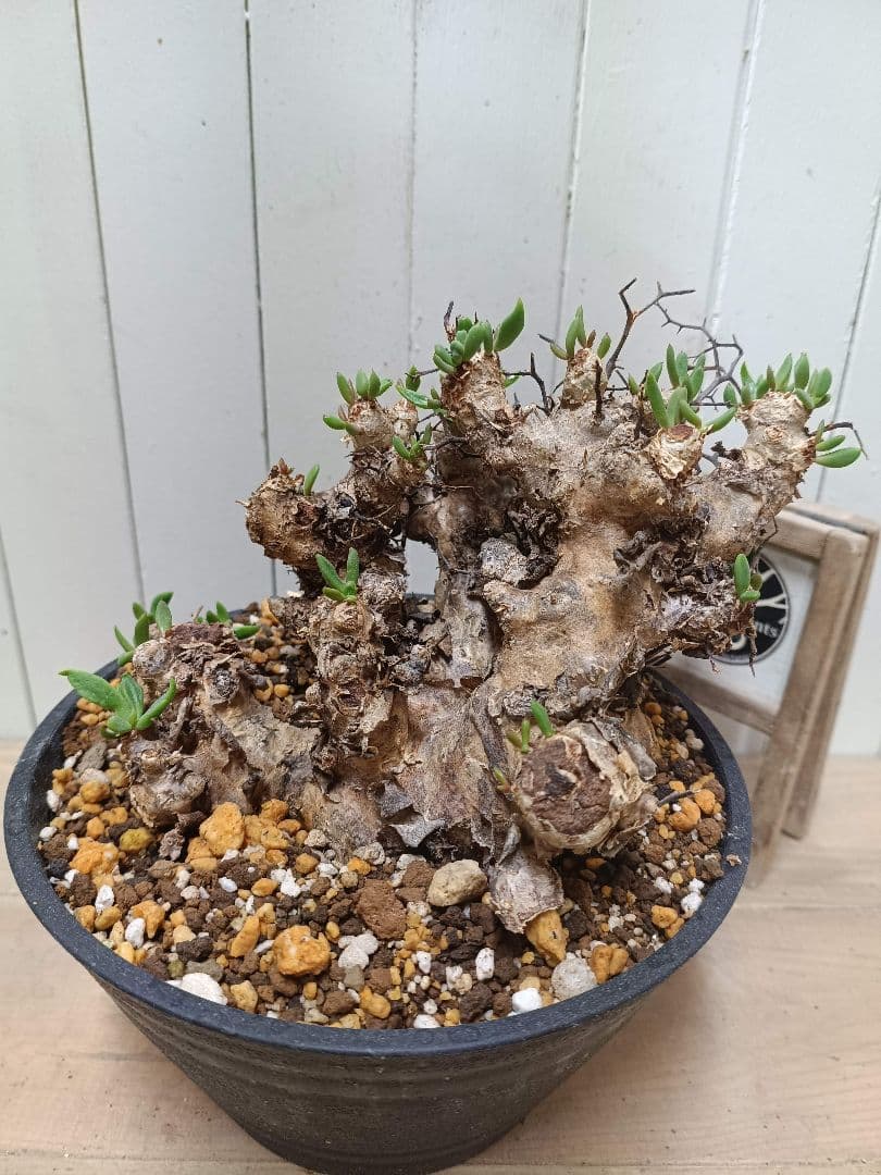 H044 発根済み 大株！！チレコドン レティキュラータス 万物想 現地球