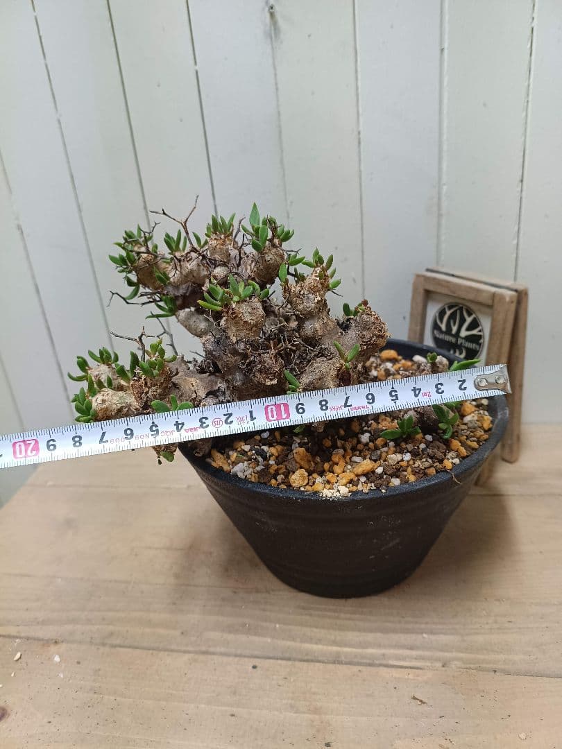 H044 発根済み 大株！！チレコドン レティキュラータス 万物想 現地球