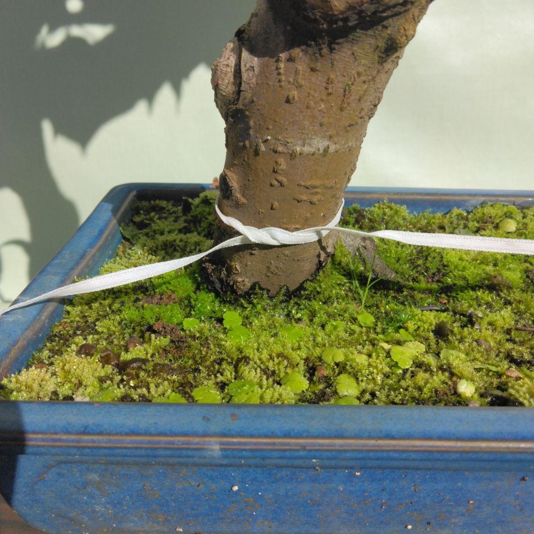 アズキ梨盆栽　実付き　珍品盆栽