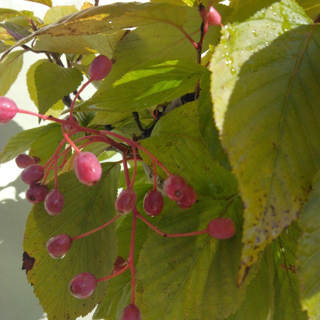 アズキ梨盆栽　実付き　珍品盆栽