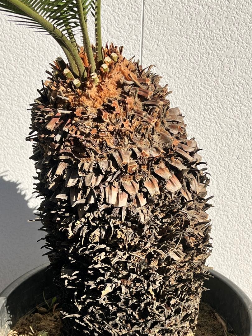 【幹周80cm／幹尺48cm】発根済み 極太ソテツ 鉢植え 希少サイズ