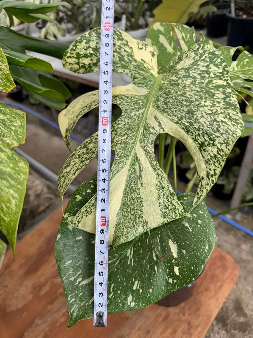 P*ぃ様 2モンステラ　タイコンステレーション　スターライト