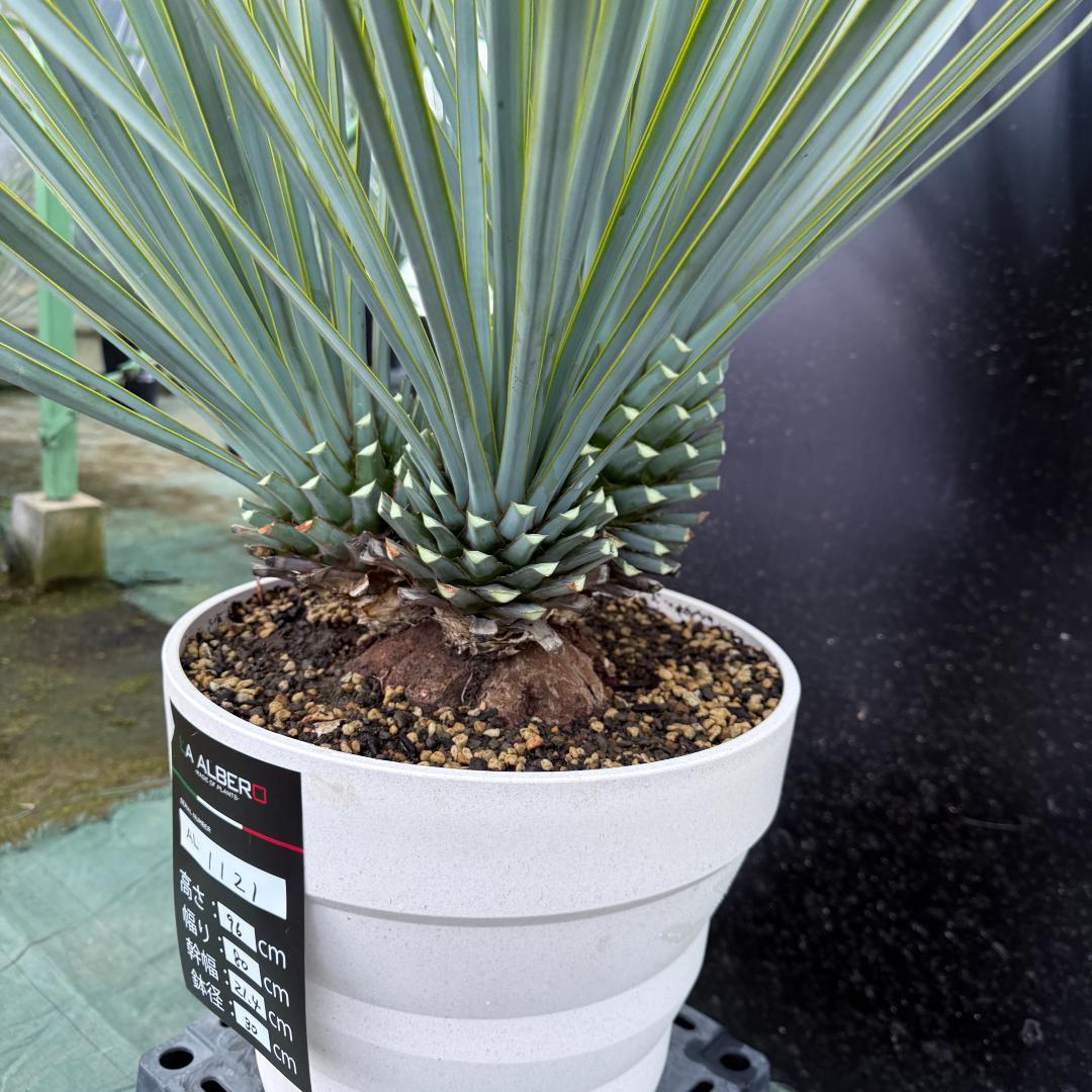 【AL1121】ユッカ　リギダ　超希少トリプルヘッド