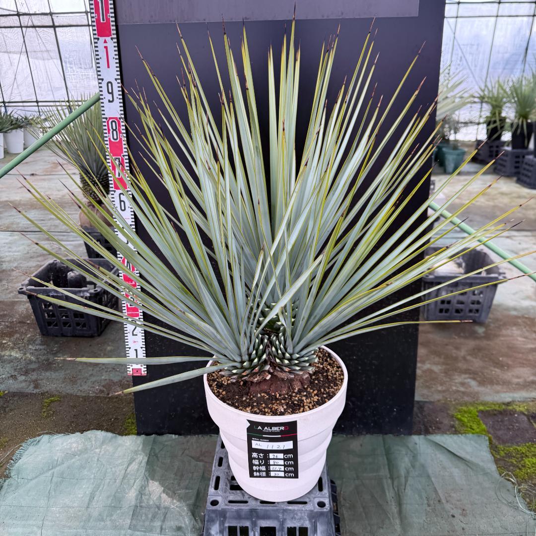 【AL1121】ユッカ　リギダ　超希少トリプルヘッド