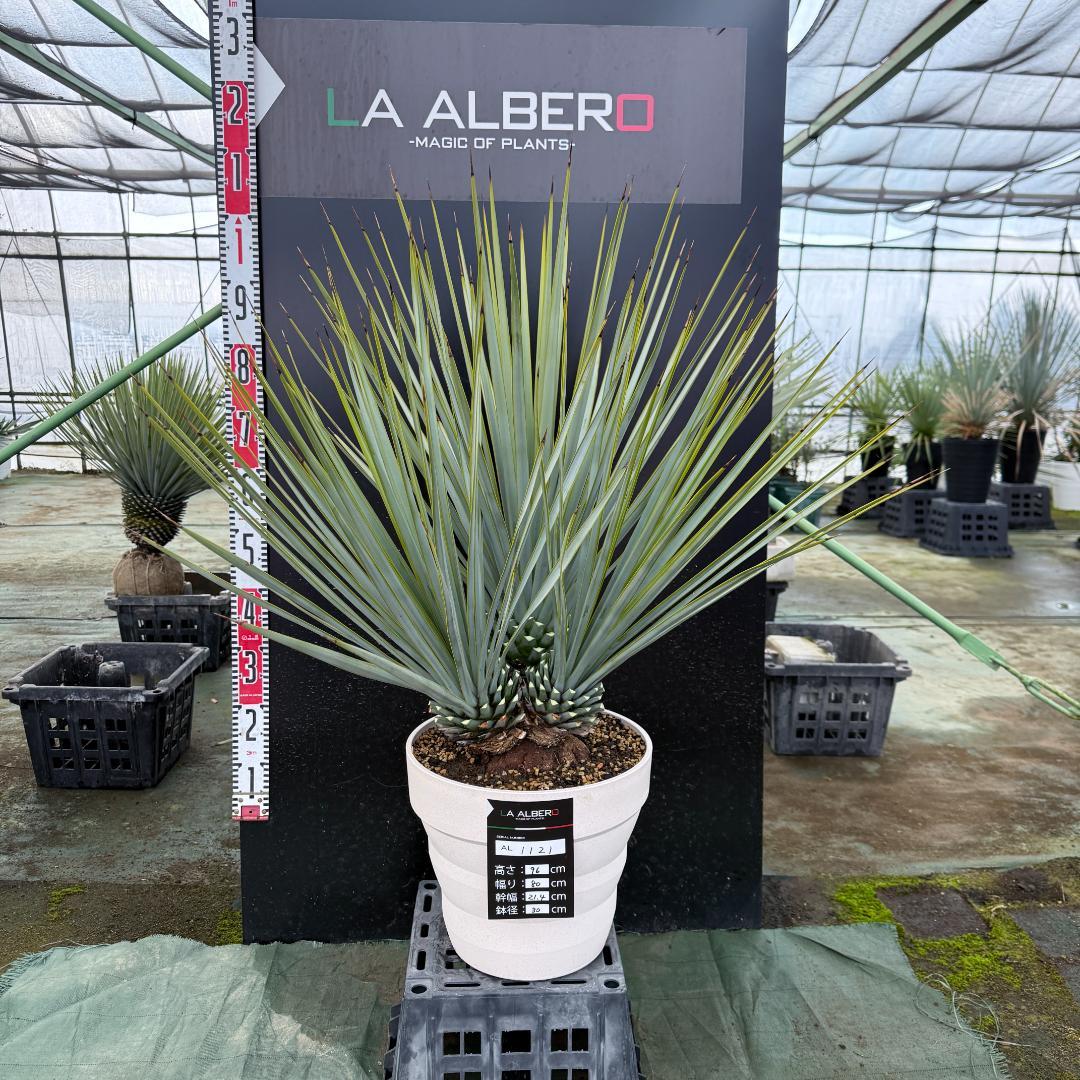 【AL1121】ユッカ　リギダ　超希少トリプルヘッド