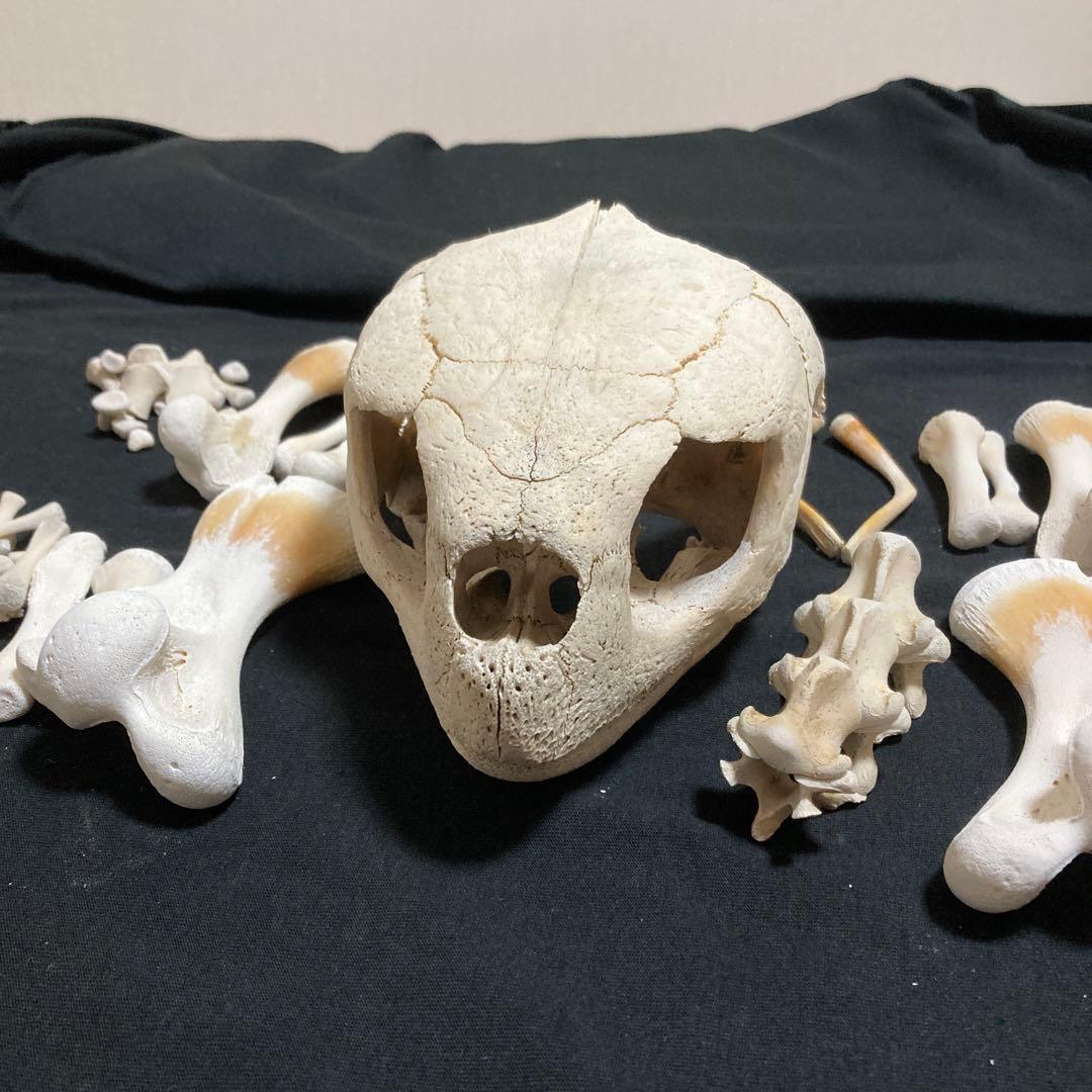 アカウミガメの骨標本　海亀頭骨他