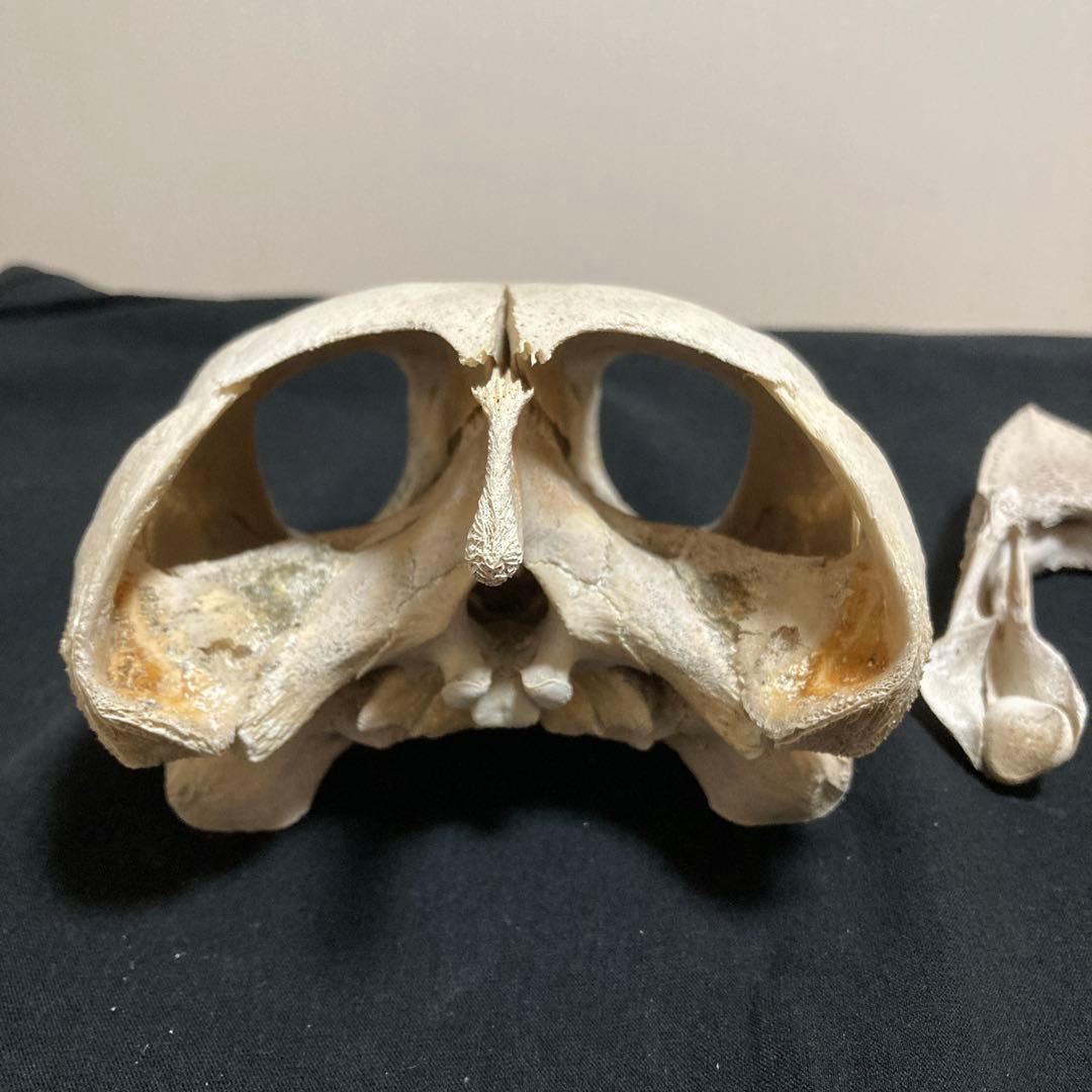 アカウミガメの骨標本　海亀頭骨他