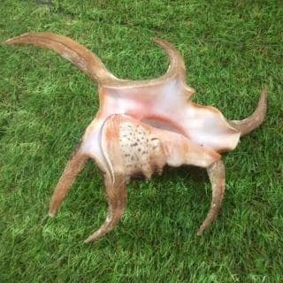 水字貝　スイジガイ　沖縄産 貝殻　火難除け・魔除け　自然 標本 コレクション