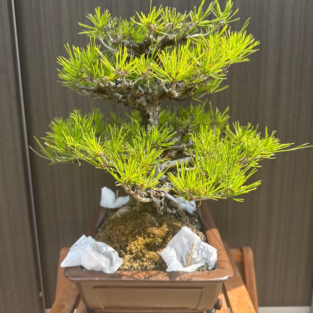 盆栽 黒松 中品盆栽 山採り