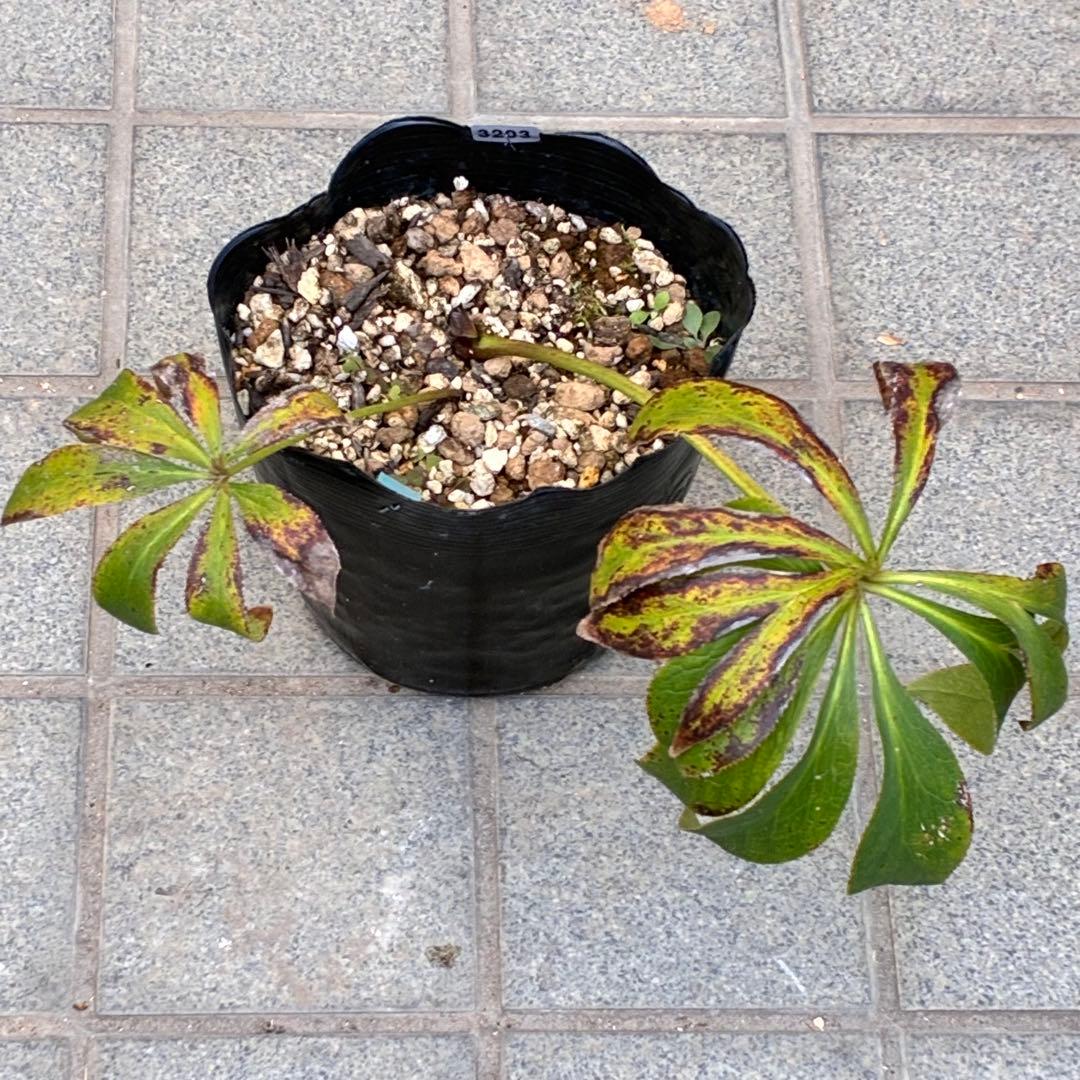 バ*カ様 ☘️逞しい株元☘️根充実❤️沢山新芽❤️3203⭐️極上⭐️【ダブル⭐