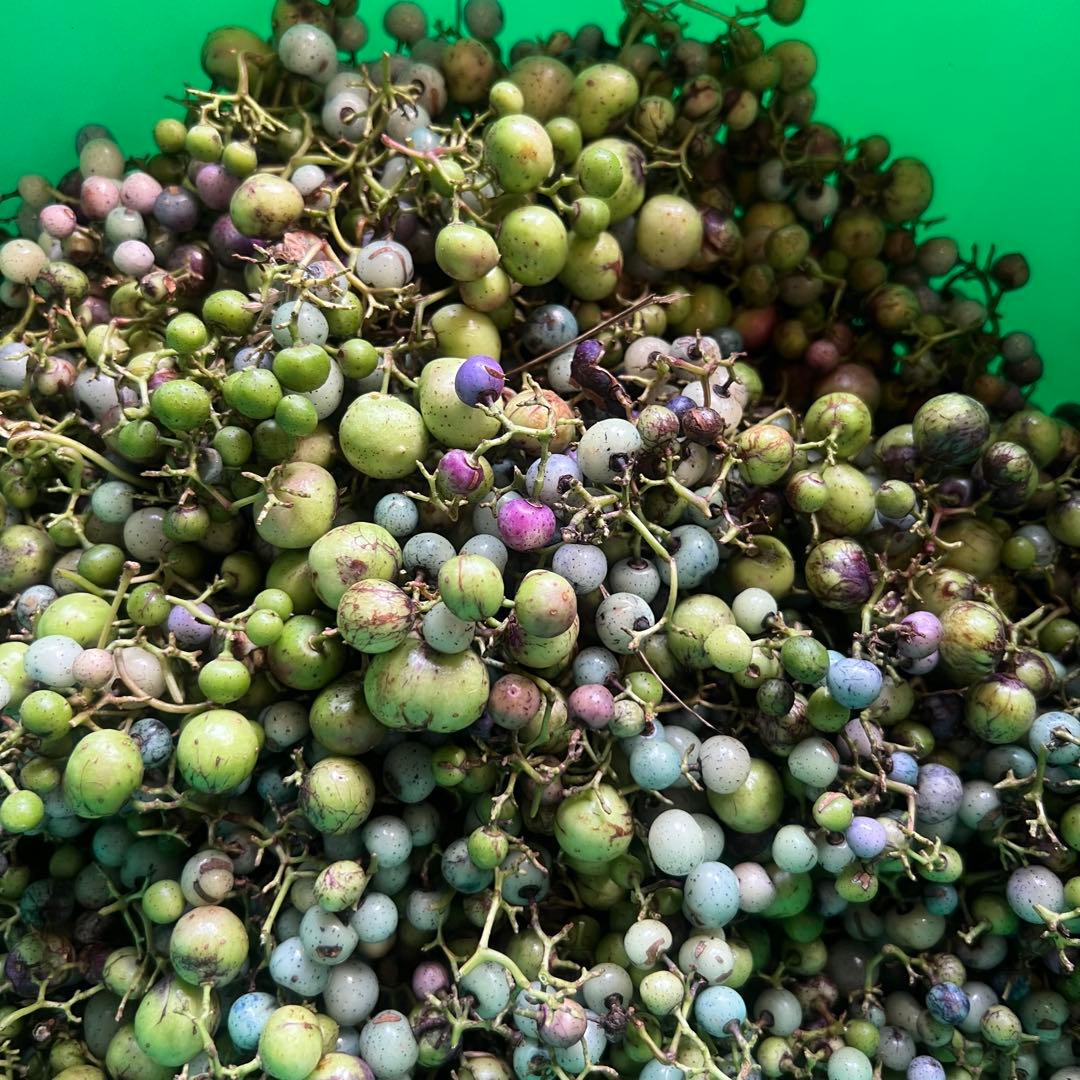 岩手県産 3kg うまぶどう　冷凍クール便　薬膳　うまぶどう酒