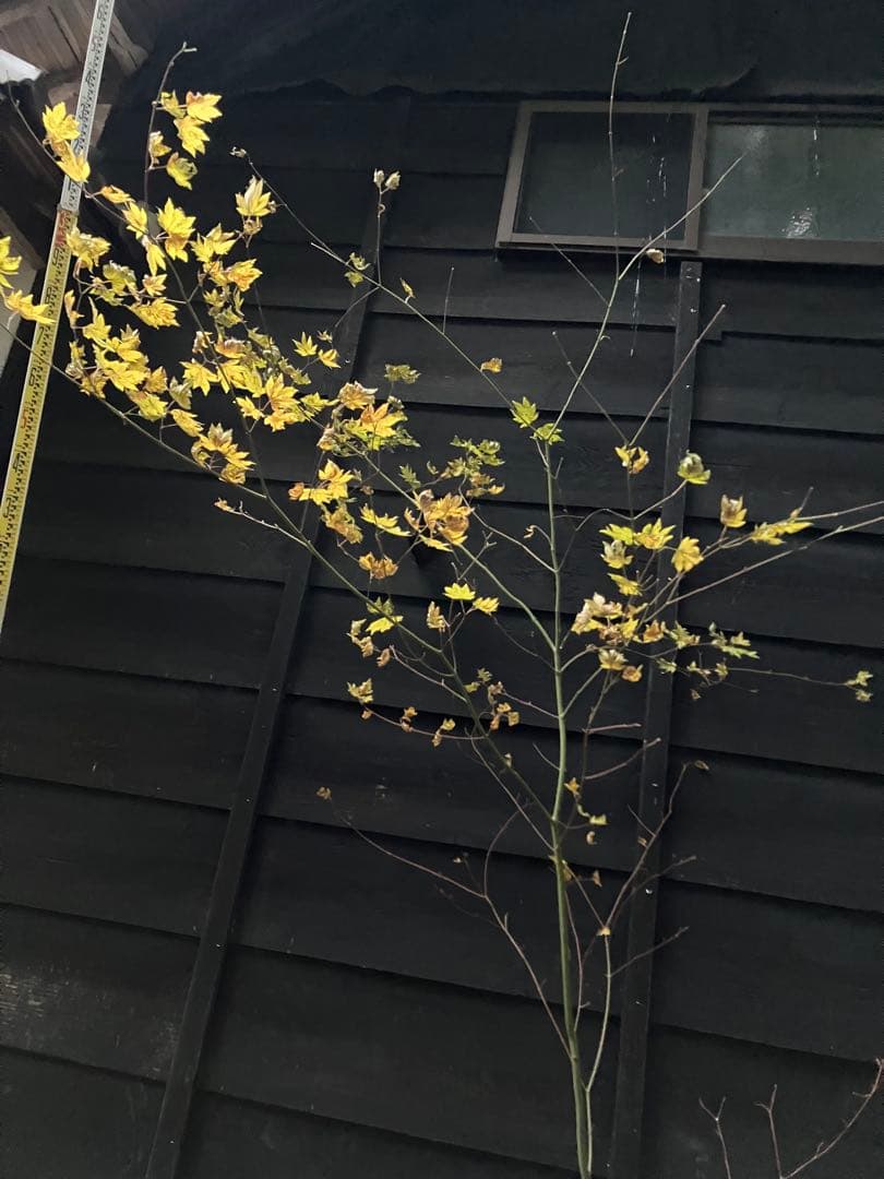 107 山採り　コハウチワカエデ