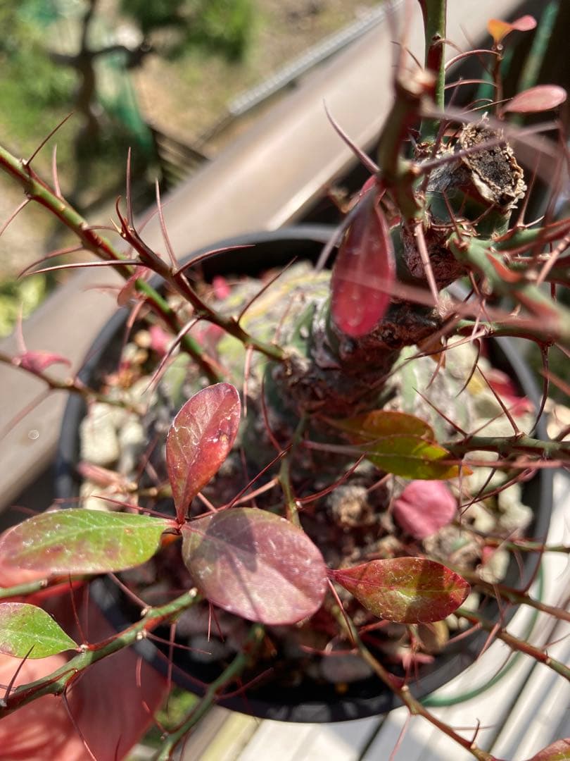 【新春価格】【塊根幅13cm】フォークイエリア　ファシクラータ　特大美株