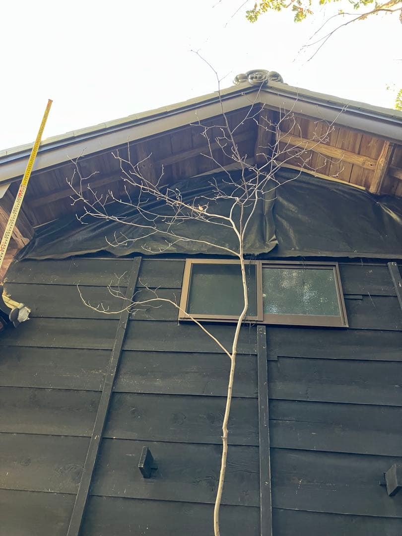 40 山採り　ヤマコウバシ