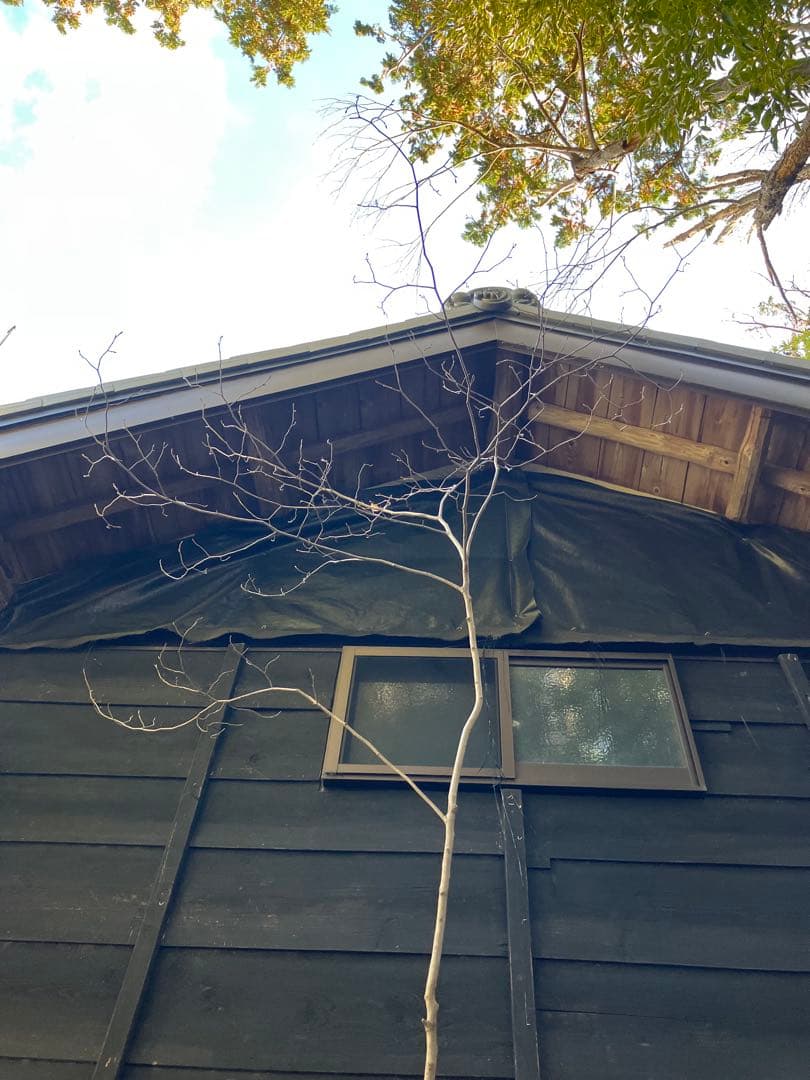 40 山採り　ヤマコウバシ