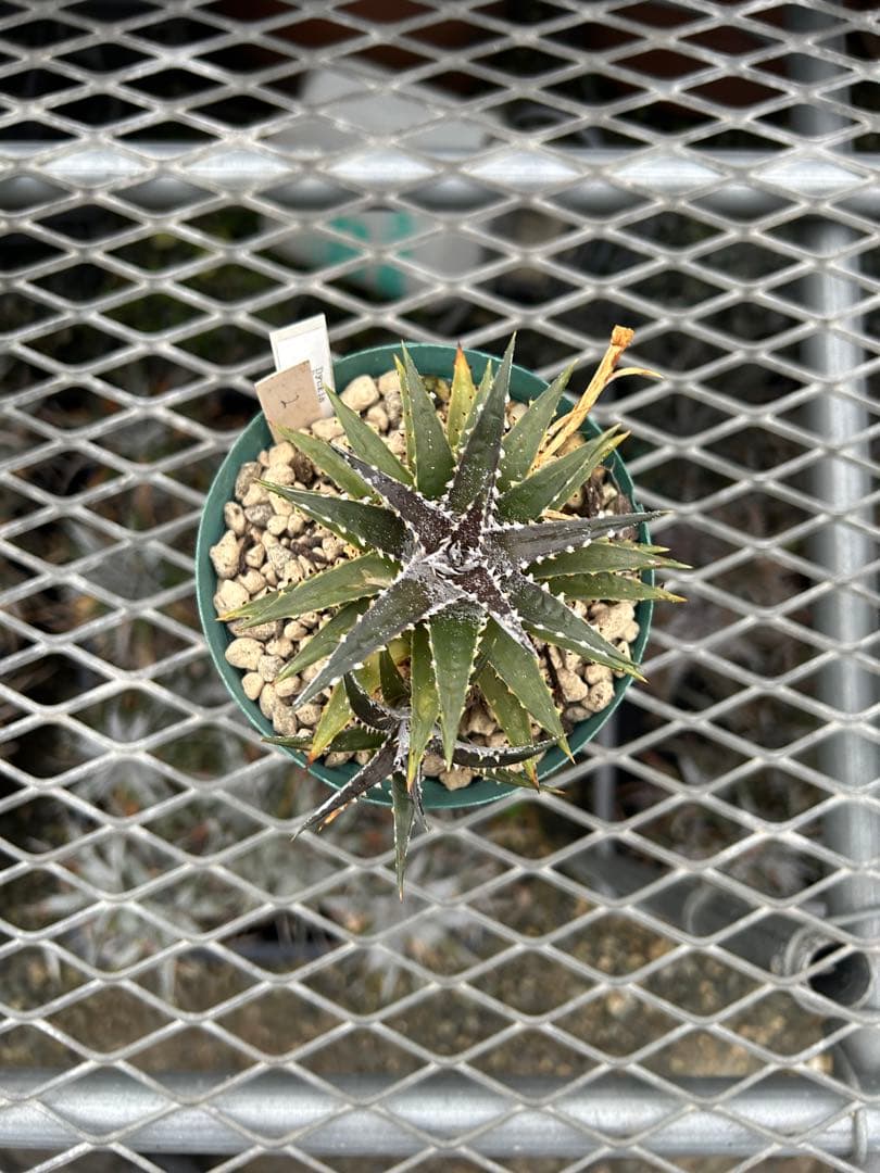子株付 DBディッキア Dyckia Bill Baker hyb #134 ⑵