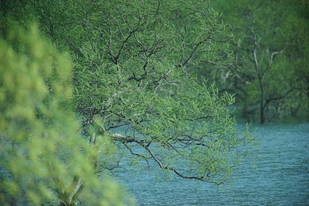 作例付き　TAMRON SP AF 300mm F/2.8 管mpr