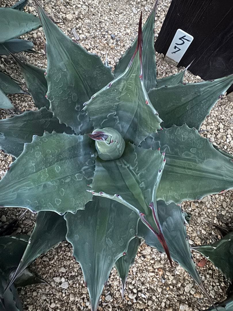 フラワー・ガーデニング Agave montana 'Lime Flash' 57