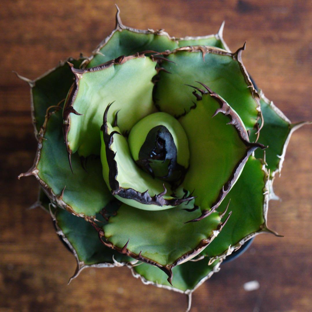 【012】アガベ オテロイ 実生／鉢植え発送