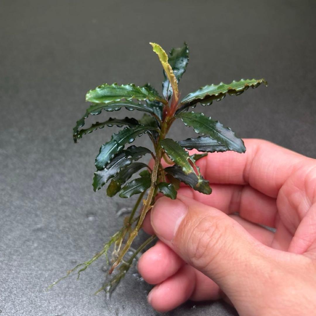 ブセファランドラ ビブリス B 他