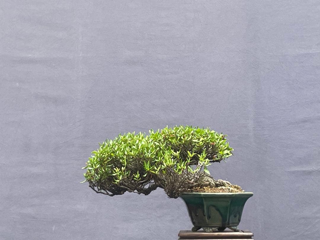 三河盆栽　チリメンカズラ　盆栽　忍作鉢