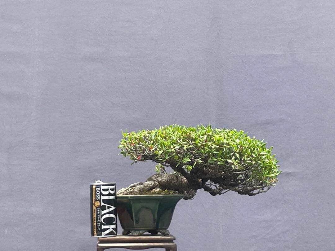 三河盆栽　チリメンカズラ　盆栽　忍作鉢