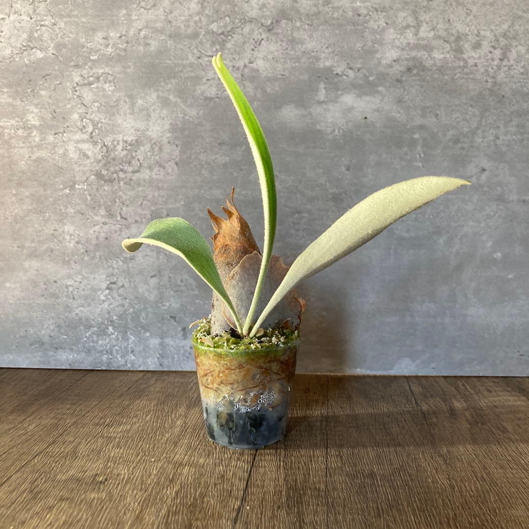 ビカクシダ ベイチー P.veitchii wild Australia