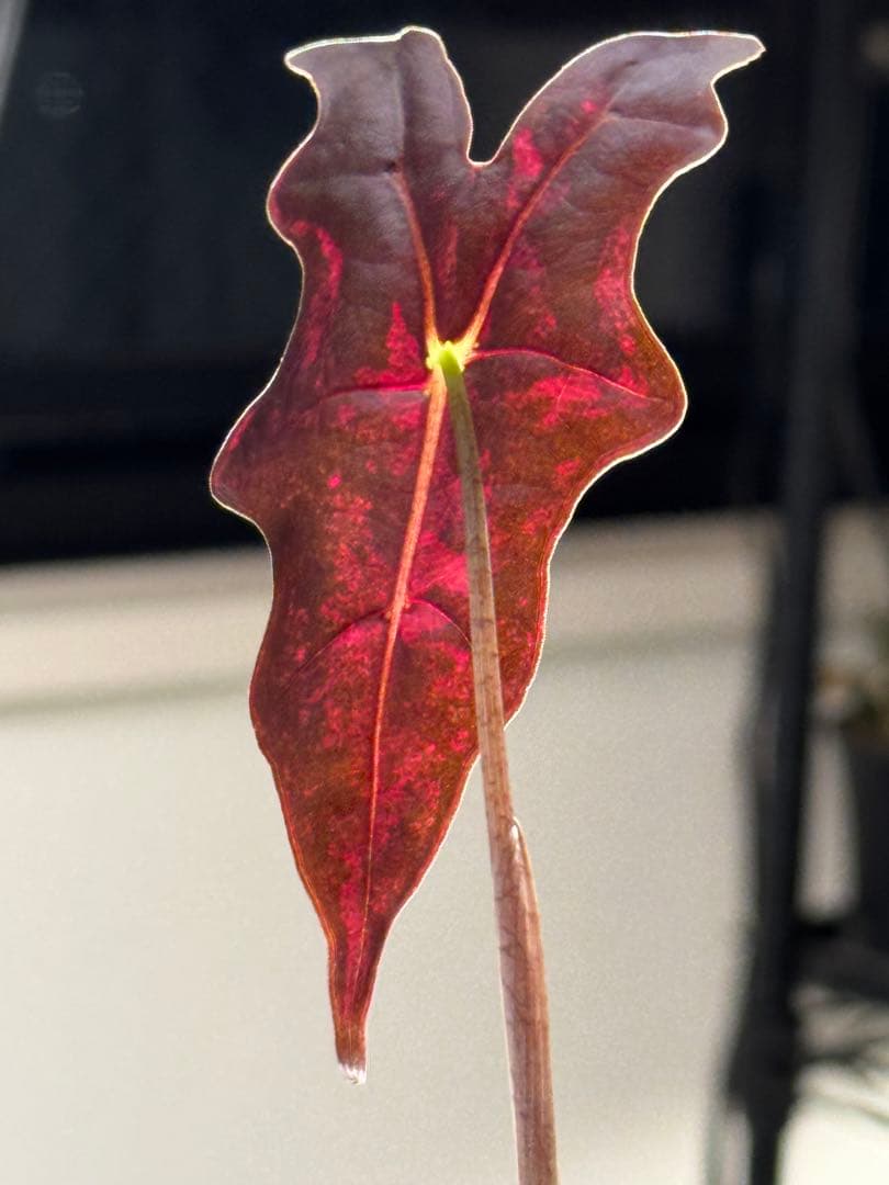 z*b様 【芋から育成】アロカシア ノビリス ピンク斑入り 良斑 ※鉢のまま発送